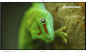Geckotouch Interactive 98RT