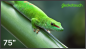 Geckotouch 75DF